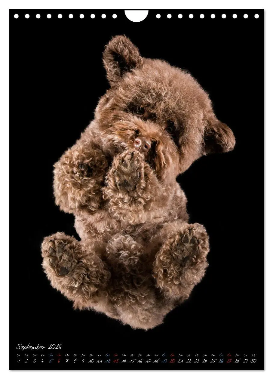 Bild: 9783516359701 | Down Under - Hunde auf der Glasplatte (Wandkalender 2026 DIN A4...