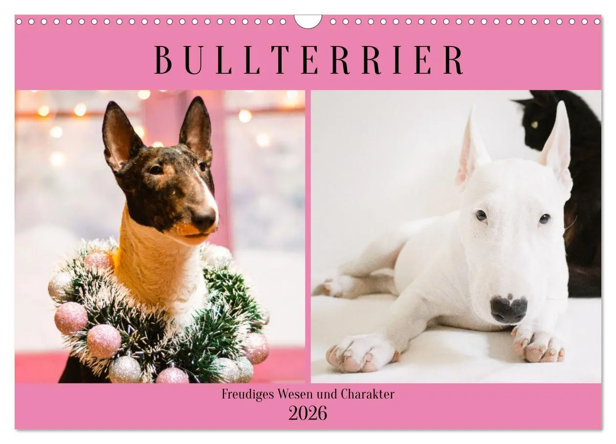 Cover: 9783457569801 | Bullterrier. Freudiges Wesen und Charakter (Wandkalender 2026 DIN...