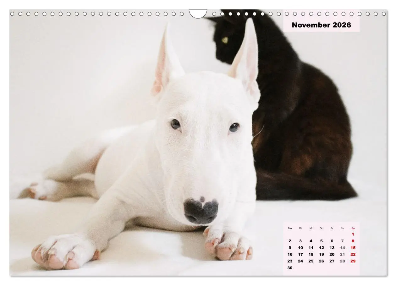 Bild: 9783457569801 | Bullterrier. Freudiges Wesen und Charakter (Wandkalender 2026 DIN...