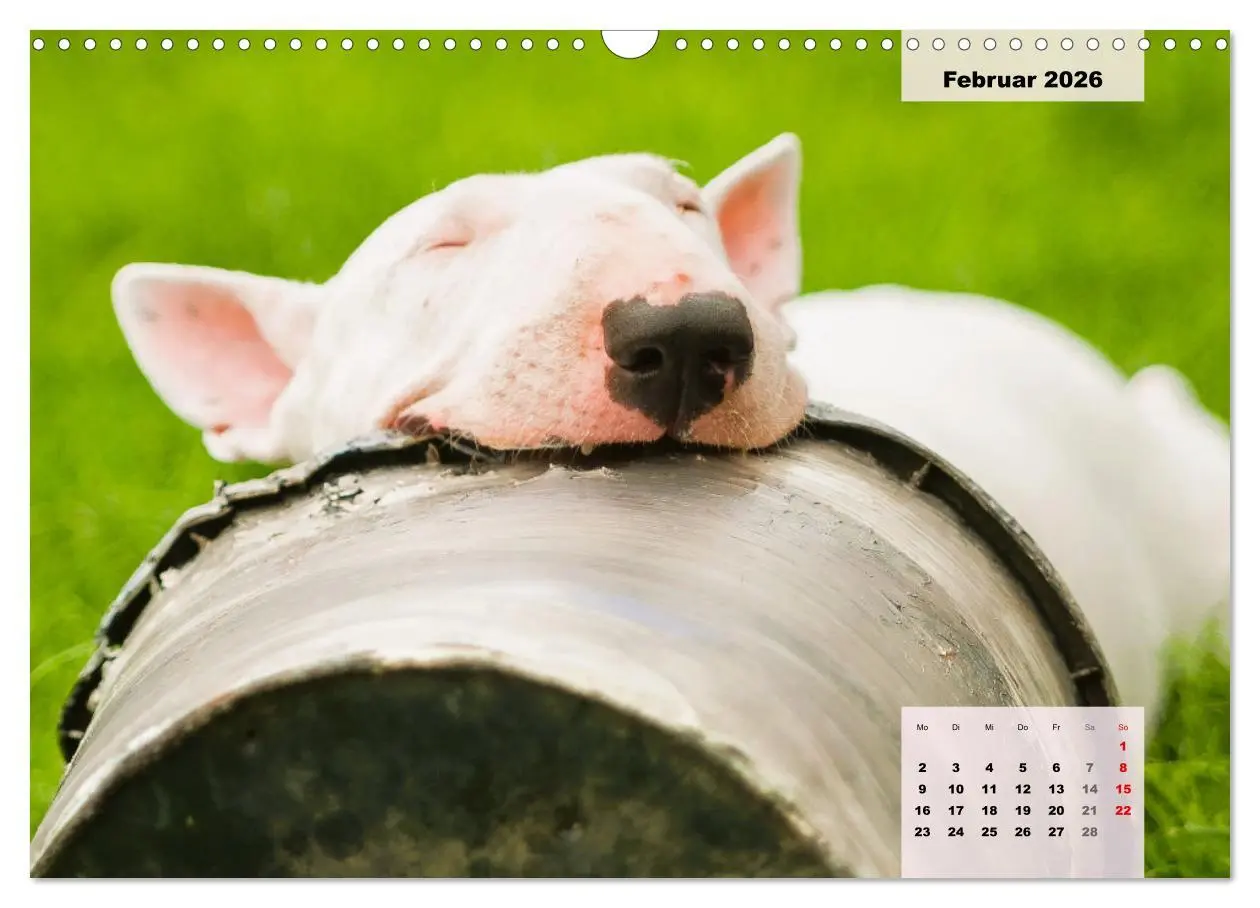 Bild: 9783457569801 | Bullterrier. Freudiges Wesen und Charakter (Wandkalender 2026 DIN...