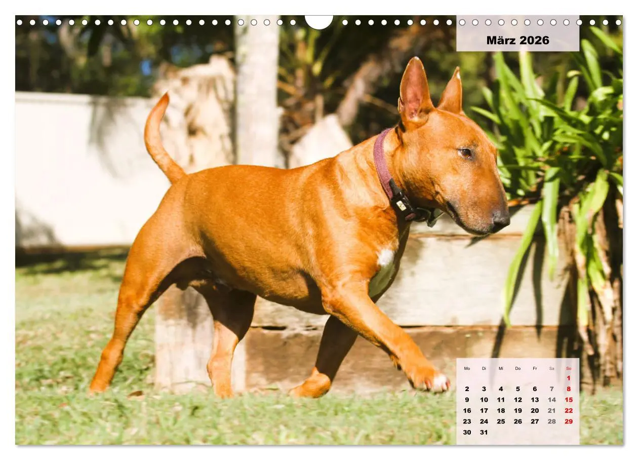 Bild: 9783457569801 | Bullterrier. Freudiges Wesen und Charakter (Wandkalender 2026 DIN...