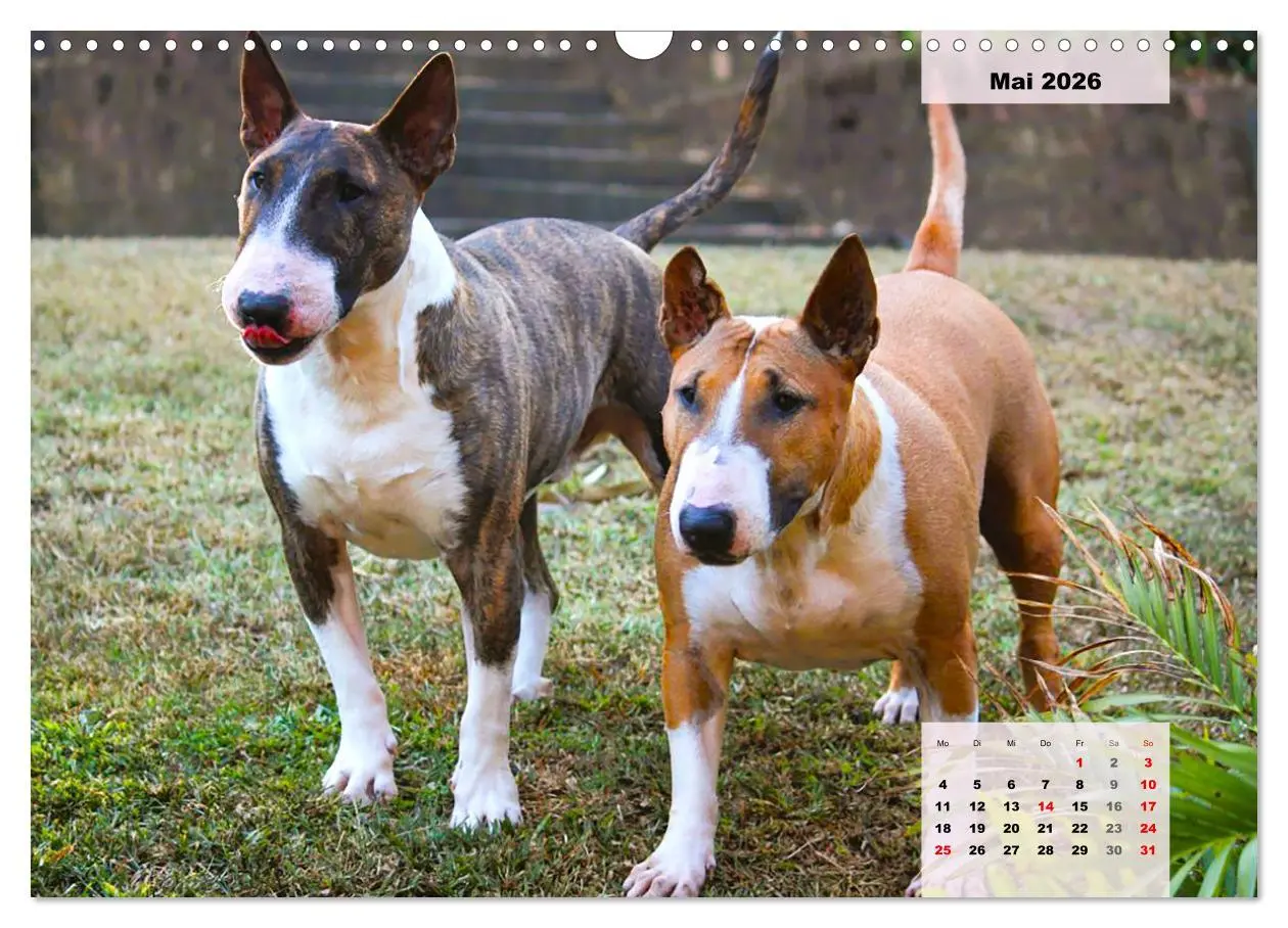 Bild: 9783457569801 | Bullterrier. Freudiges Wesen und Charakter (Wandkalender 2026 DIN...