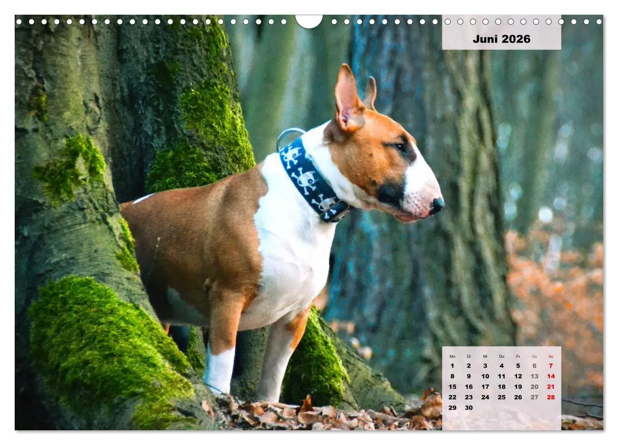 Bild: 9783457569801 | Bullterrier. Freudiges Wesen und Charakter (Wandkalender 2026 DIN...