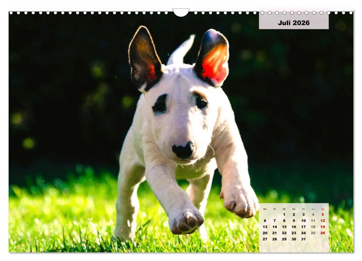 Bild: 9783457569801 | Bullterrier. Freudiges Wesen und Charakter (Wandkalender 2026 DIN...