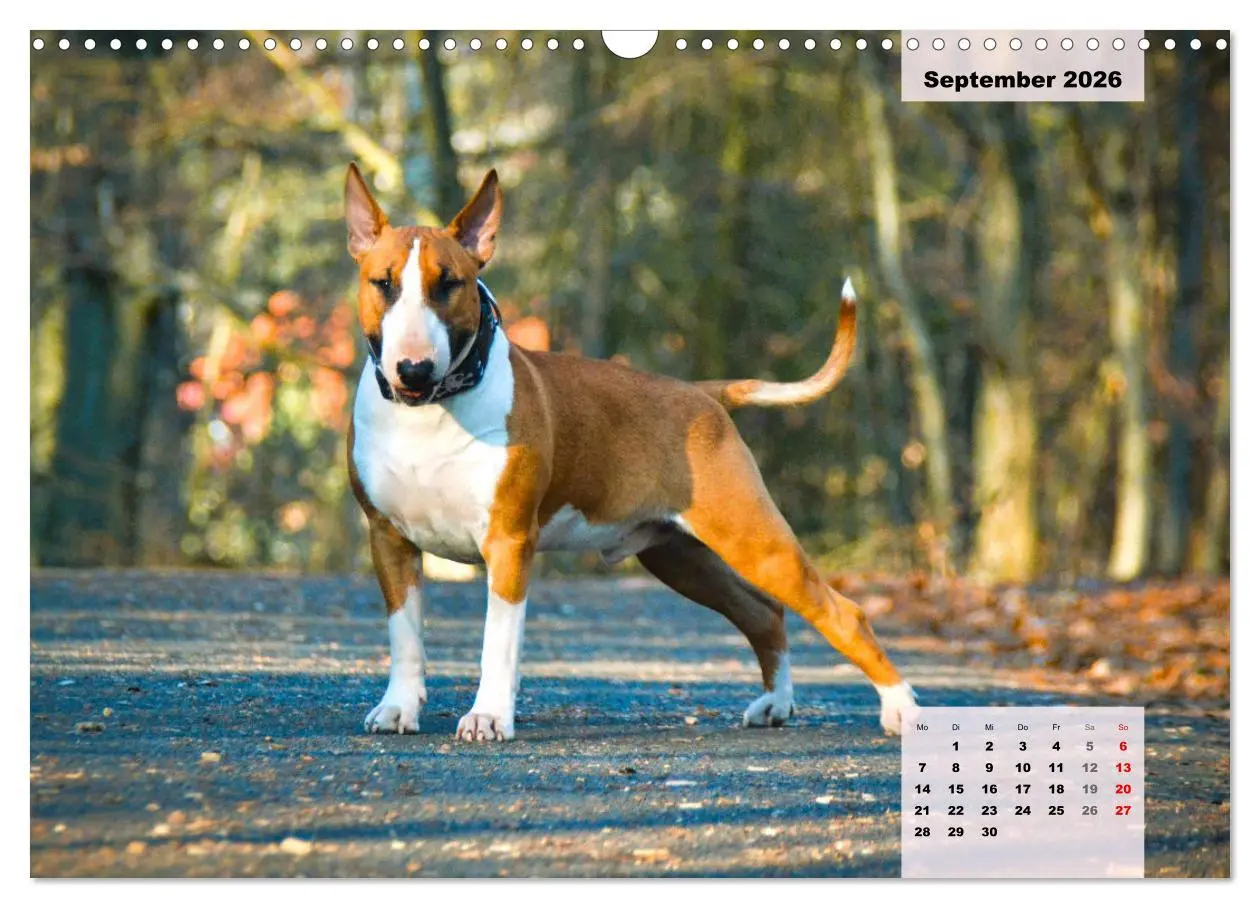 Bild: 9783457569801 | Bullterrier. Freudiges Wesen und Charakter (Wandkalender 2026 DIN...