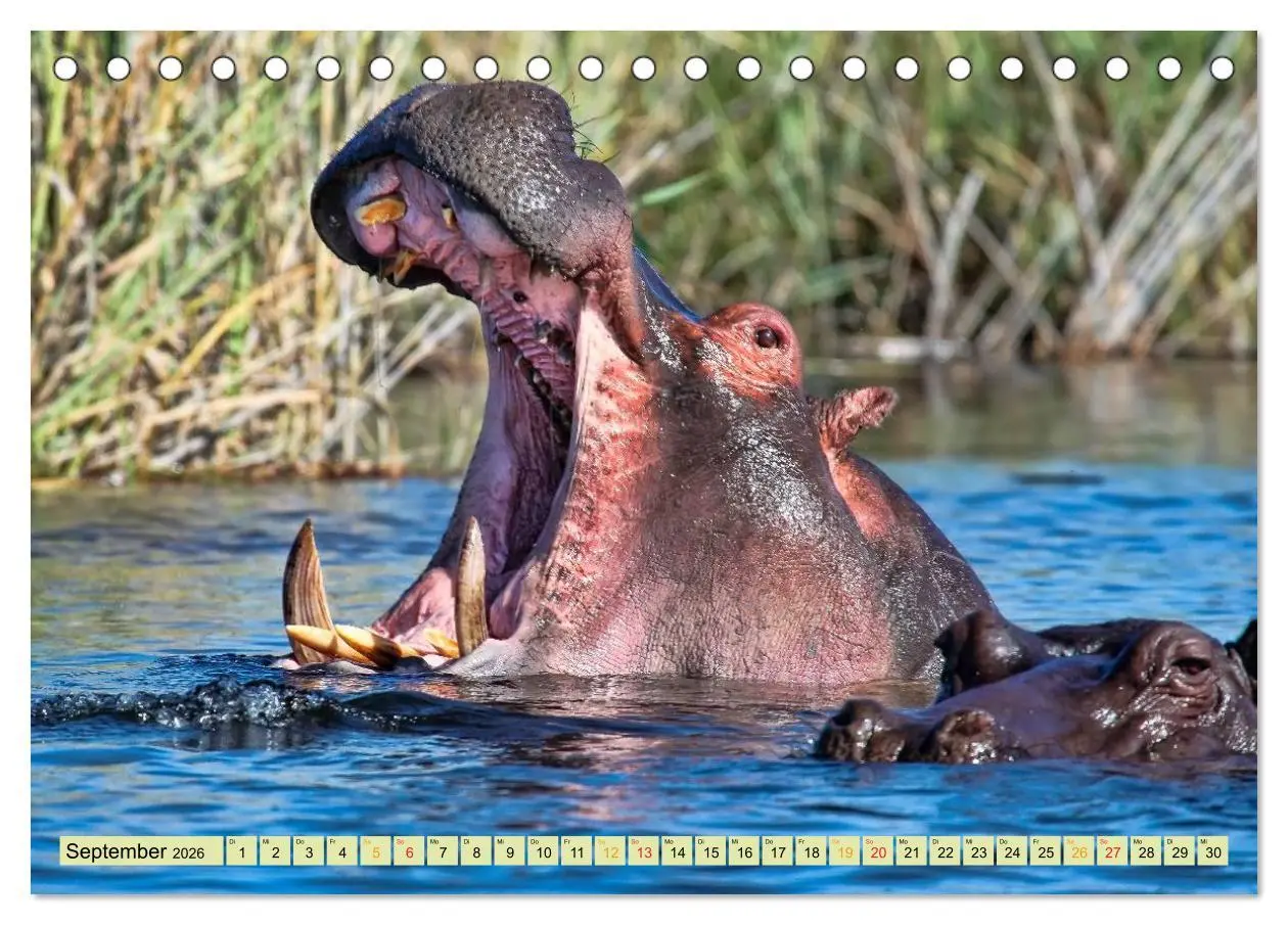 Bild: 9783457949801 | Flusspferde - gemütlich gefährlich (Tischkalender 2026 DIN A5...