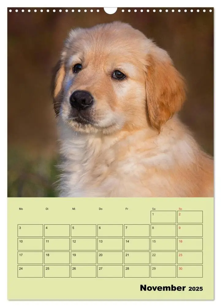 Bild: 9783435960002 | Jahresplaner Golden Retriever (Wandkalender 2025 DIN A3 hoch),...
