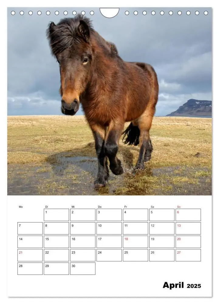 Bild: 9783457050002 | ISLANDPFERDE an der Küste von Snæfellsnes (Wandkalender 2025 DIN A4...