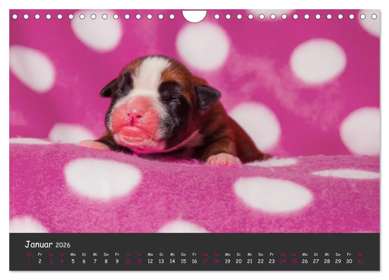 Bild: 9783516140002 | Wenn ich groß bin werd' ich Boxer (Wandkalender 2026 DIN A4 quer),...