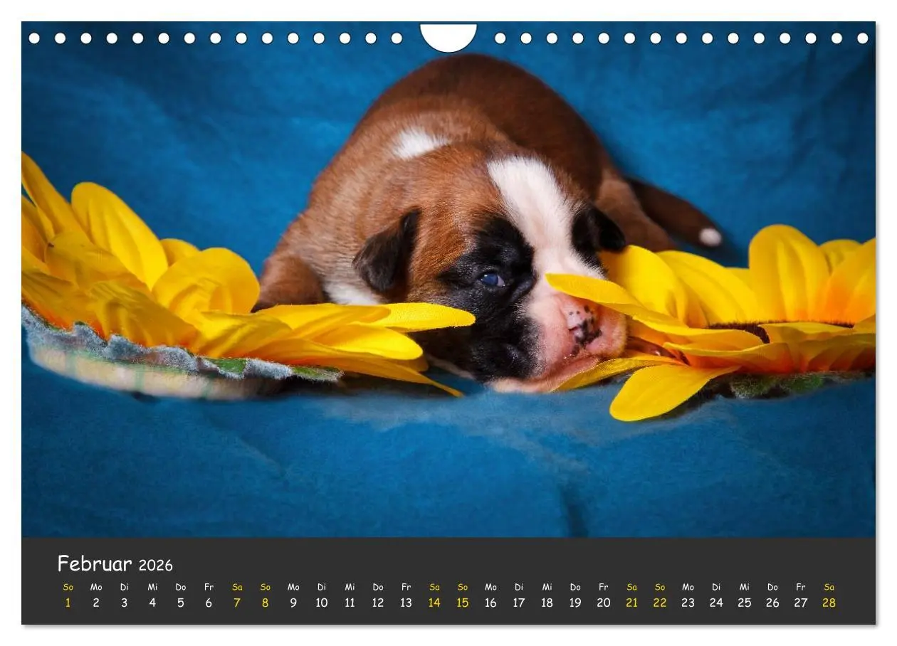 Bild: 9783516140002 | Wenn ich groß bin werd' ich Boxer (Wandkalender 2026 DIN A4 quer),...