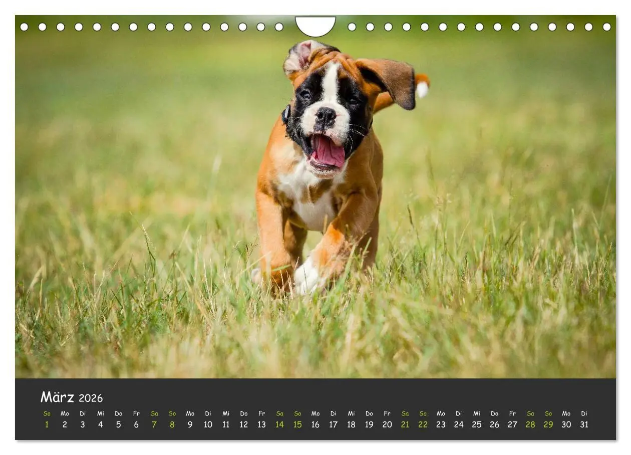 Bild: 9783516140002 | Wenn ich groß bin werd' ich Boxer (Wandkalender 2026 DIN A4 quer),...