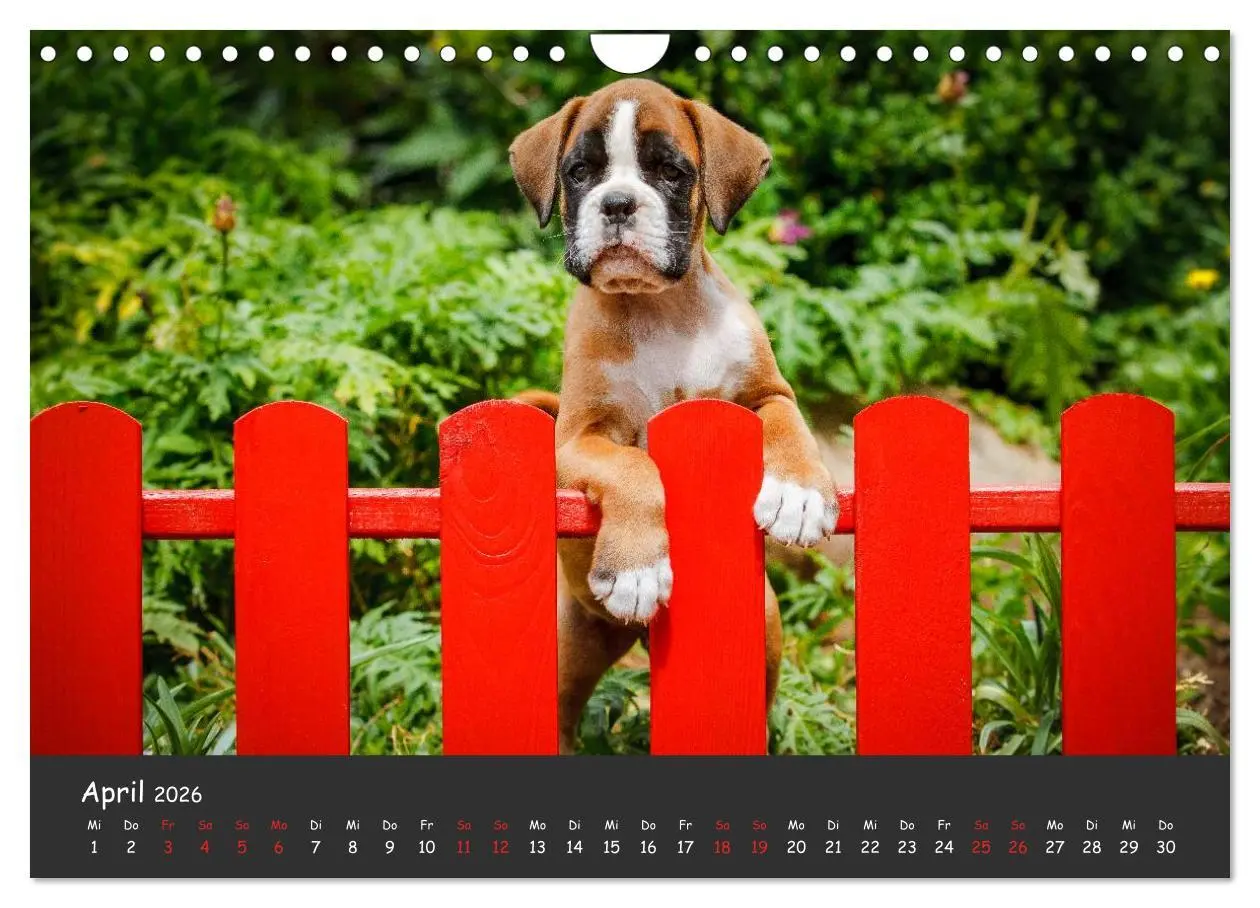 Bild: 9783516140002 | Wenn ich groß bin werd' ich Boxer (Wandkalender 2026 DIN A4 quer),...