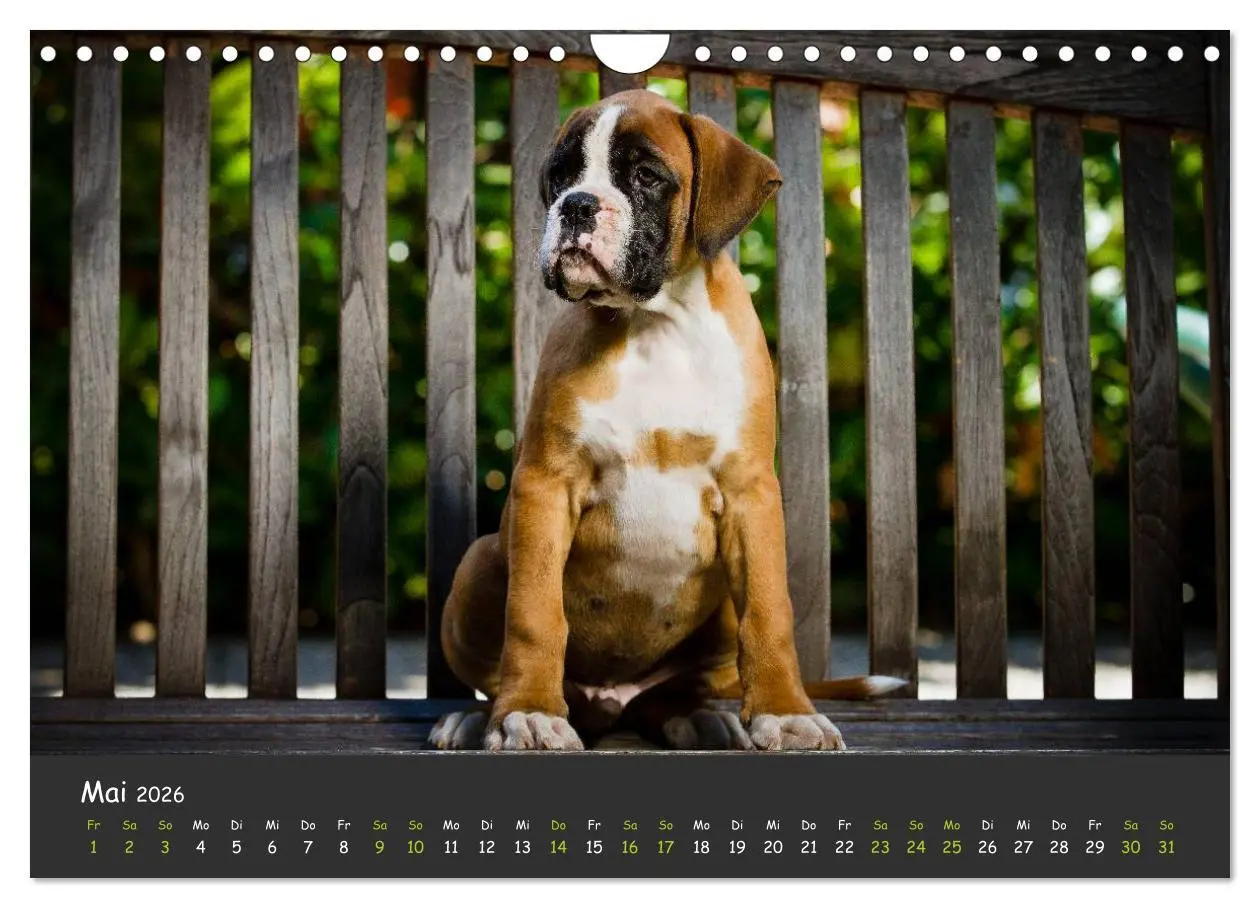 Bild: 9783516140002 | Wenn ich groß bin werd' ich Boxer (Wandkalender 2026 DIN A4 quer),...
