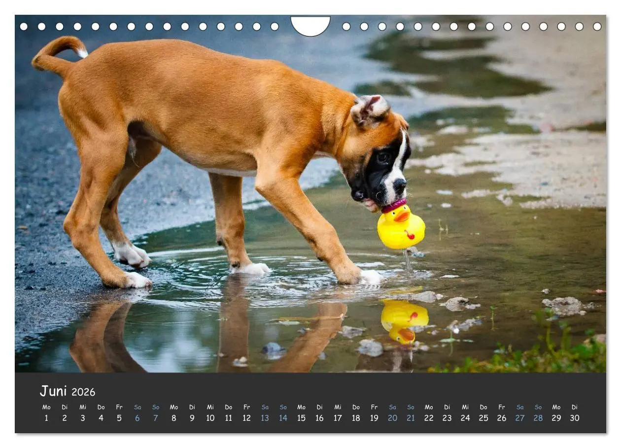 Bild: 9783516140002 | Wenn ich groß bin werd' ich Boxer (Wandkalender 2026 DIN A4 quer),...