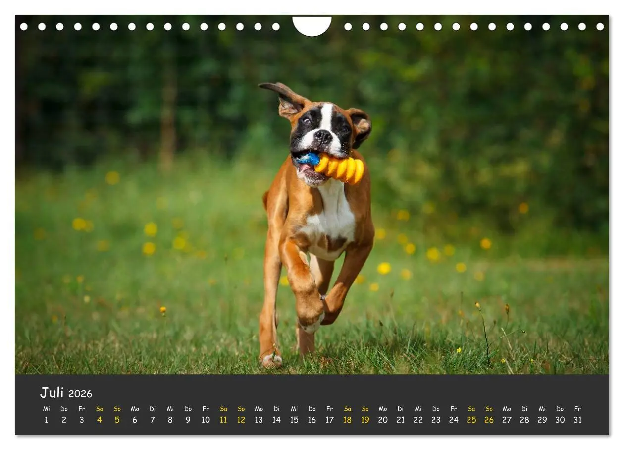 Bild: 9783516140002 | Wenn ich groß bin werd' ich Boxer (Wandkalender 2026 DIN A4 quer),...