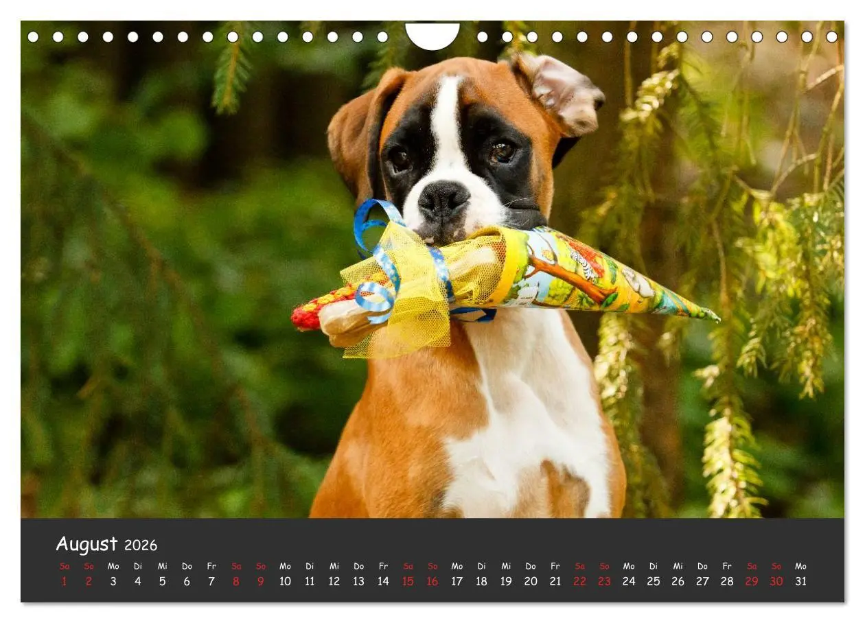 Bild: 9783516140002 | Wenn ich groß bin werd' ich Boxer (Wandkalender 2026 DIN A4 quer),...