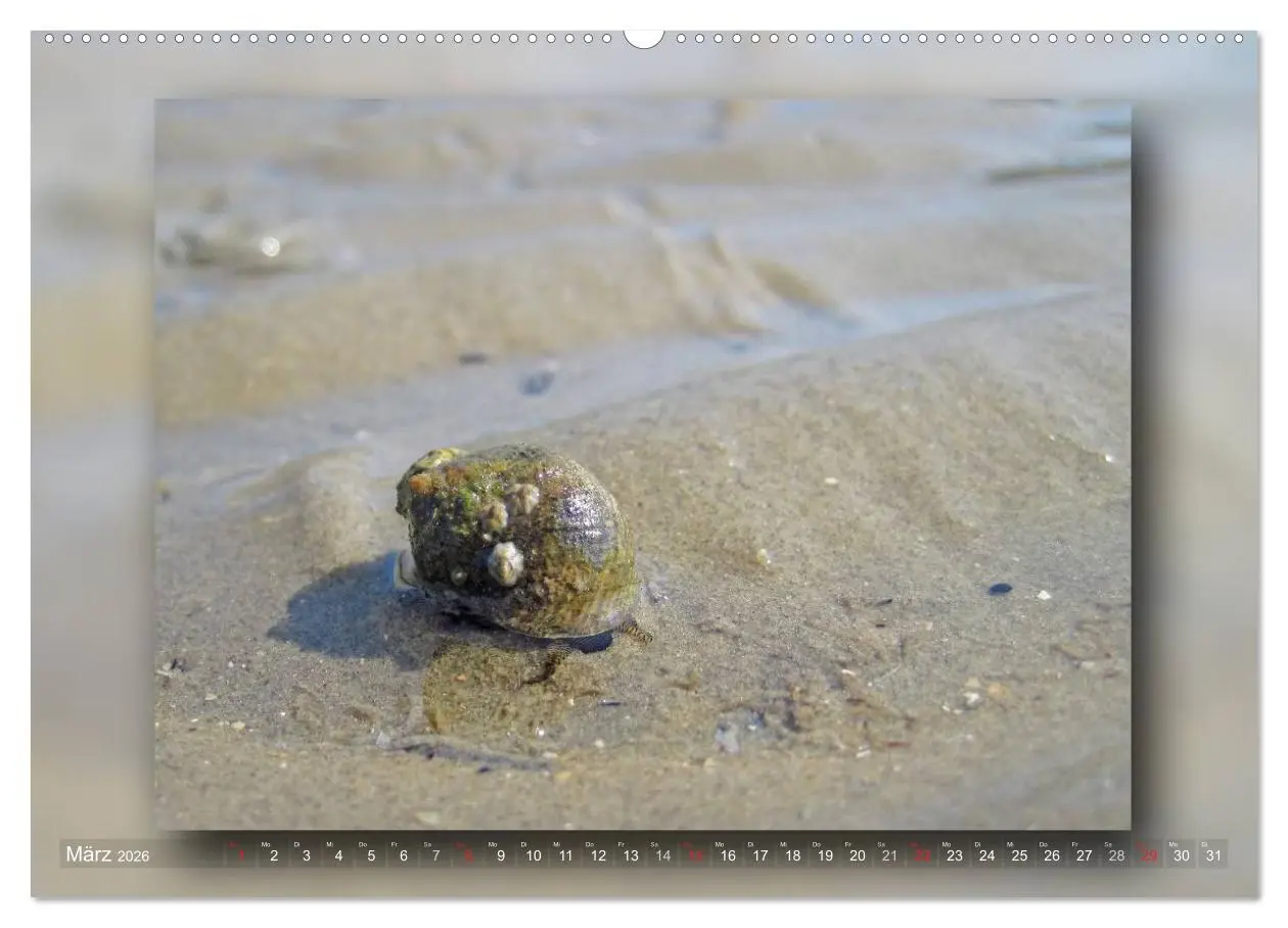 Bild: 9783516210002 | Baltrum - Ein Tag am Strand (hochwertiger Premium Wandkalender 2026...