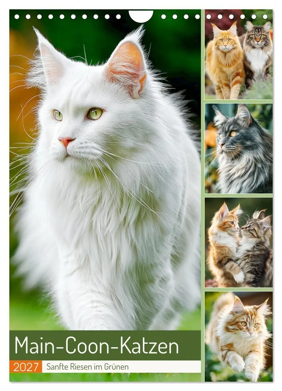 Cover: 9783516760002 | Main-Coon-Katzen. Sanfte Riesen im Grünen (Wandkalender 2027 DIN A4...