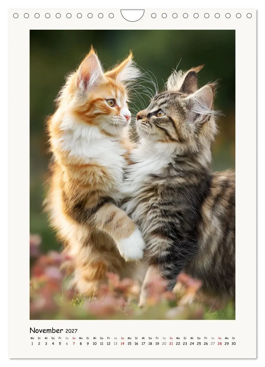 Bild: 9783516760002 | Main-Coon-Katzen. Sanfte Riesen im Grünen (Wandkalender 2027 DIN A4...
