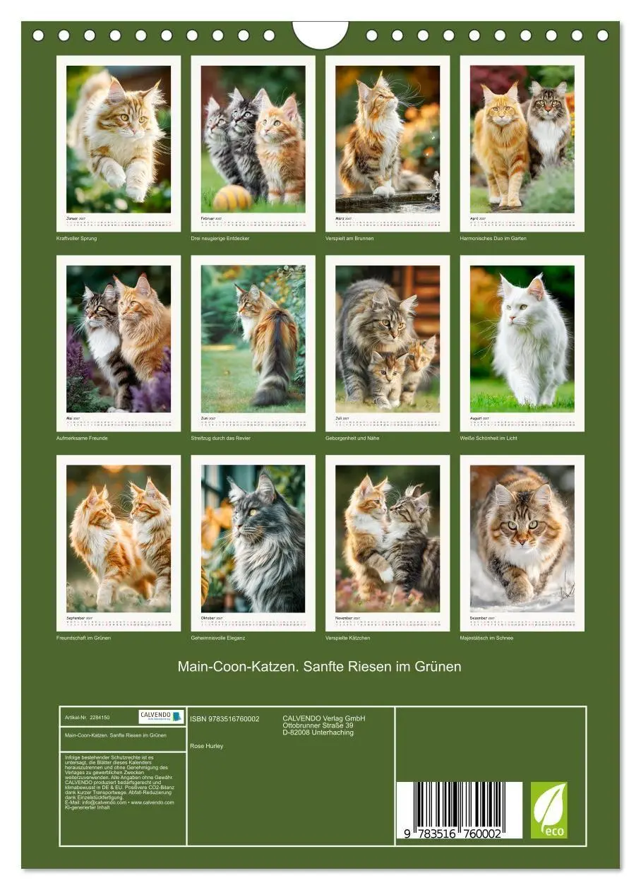 Bild: 9783516760002 | Main-Coon-Katzen. Sanfte Riesen im Grünen (Wandkalender 2027 DIN A4...