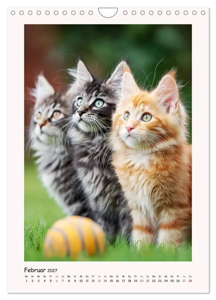 Bild: 9783516760002 | Main-Coon-Katzen. Sanfte Riesen im Grünen (Wandkalender 2027 DIN A4...