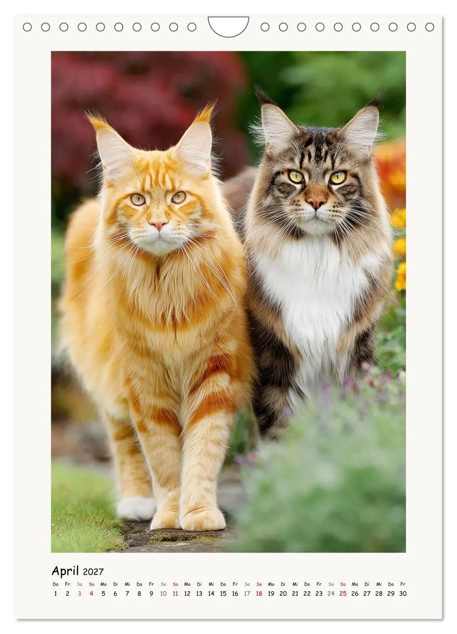 Bild: 9783516760002 | Main-Coon-Katzen. Sanfte Riesen im Grünen (Wandkalender 2027 DIN A4...