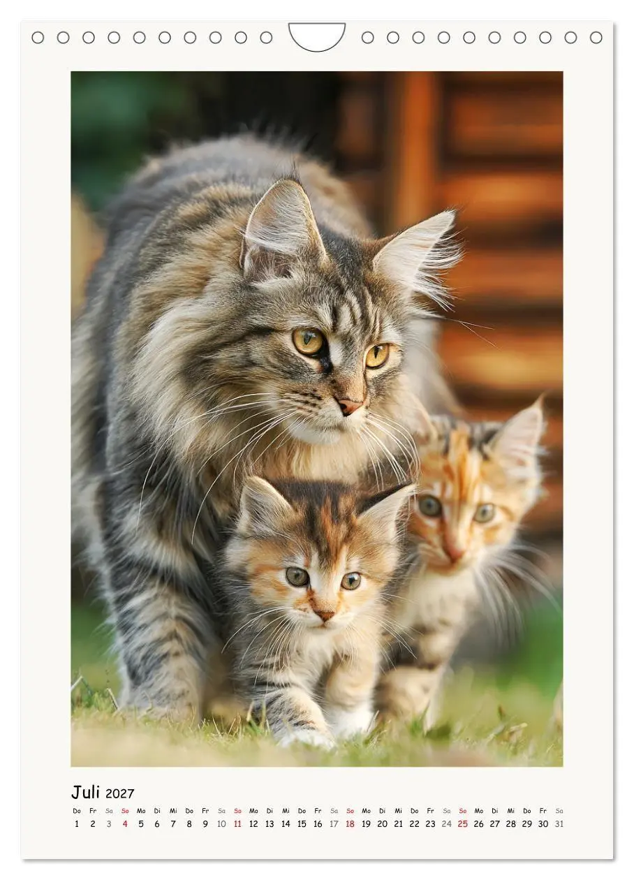 Bild: 9783516760002 | Main-Coon-Katzen. Sanfte Riesen im Grünen (Wandkalender 2027 DIN A4...