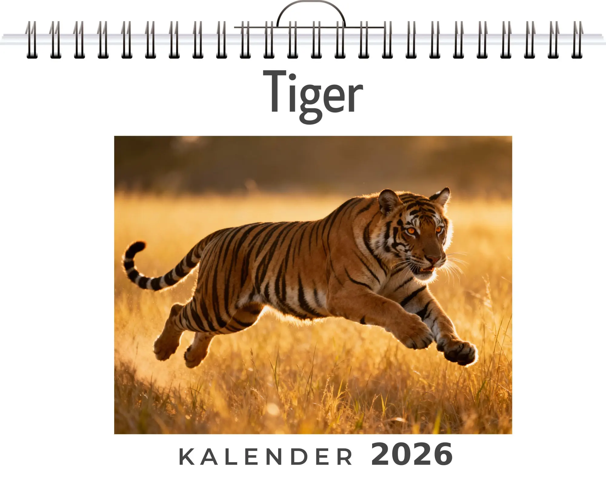 Cover: 9783695330102 | Tiger | Olivia Krüger | Kalender | Deutsch | 2026 | FlipFlop