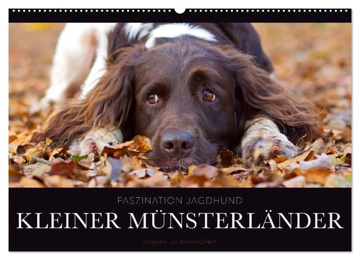 Cover: 9783569830202 | Faszination Jagdhund - Kleiner Münsterländer (Wandkalender 2027 DIN...