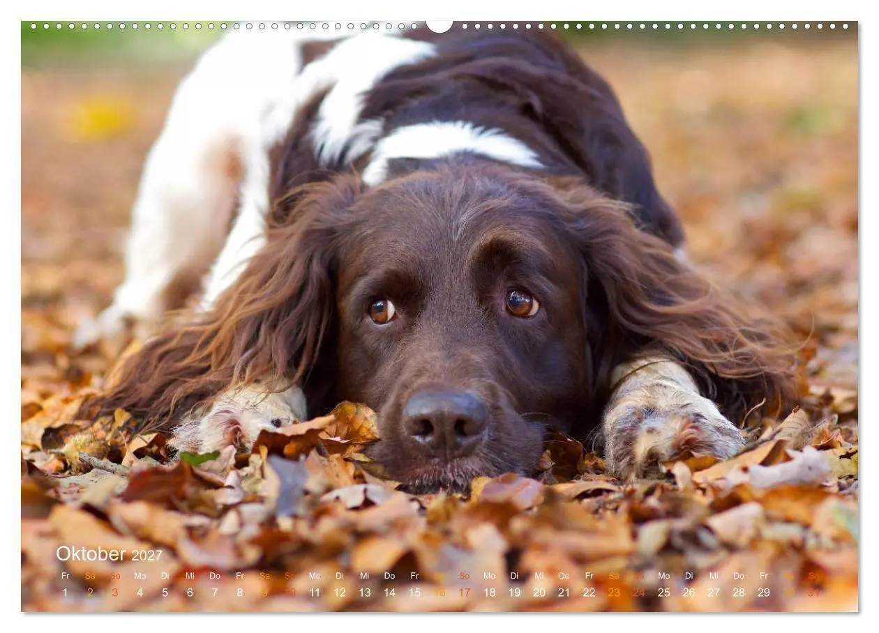 Bild: 9783569830202 | Faszination Jagdhund - Kleiner Münsterländer (Wandkalender 2027 DIN...