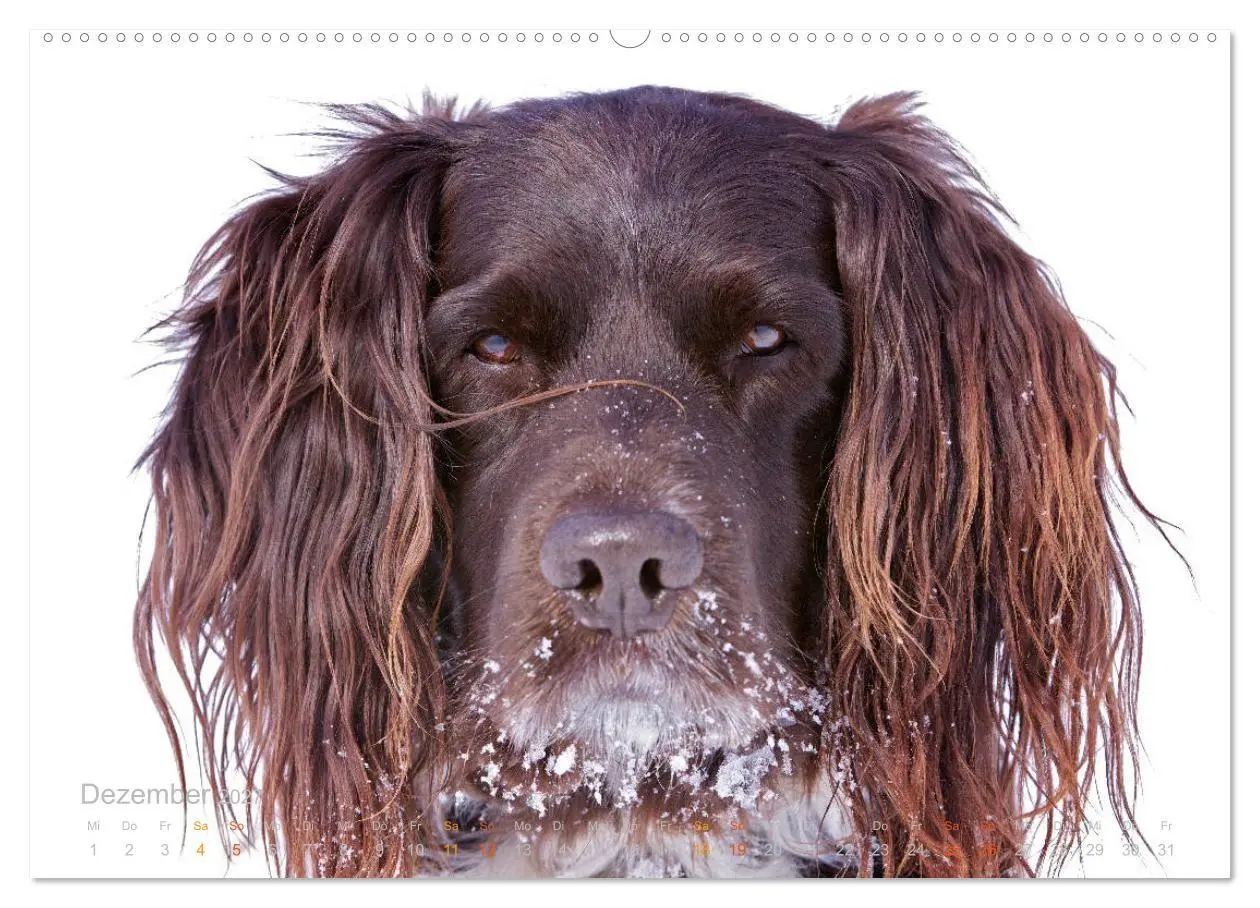 Bild: 9783569830202 | Faszination Jagdhund - Kleiner Münsterländer (Wandkalender 2027 DIN...