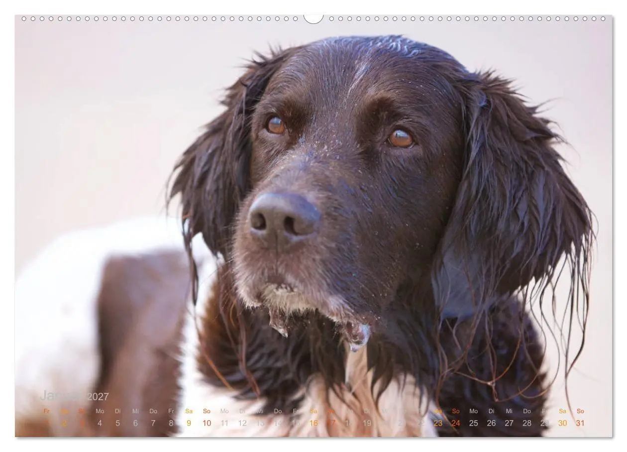 Bild: 9783569830202 | Faszination Jagdhund - Kleiner Münsterländer (Wandkalender 2027 DIN...