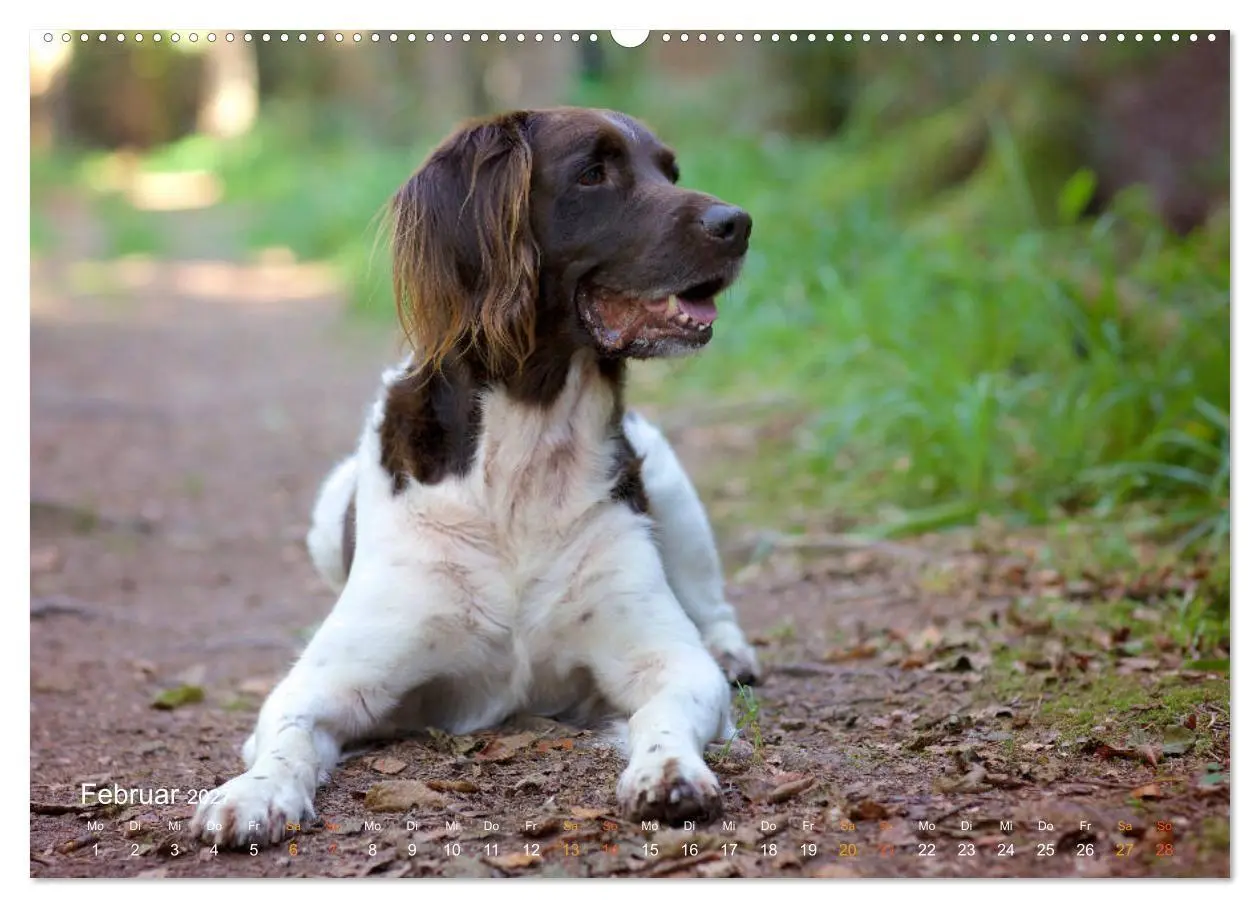 Bild: 9783569830202 | Faszination Jagdhund - Kleiner Münsterländer (Wandkalender 2027 DIN...
