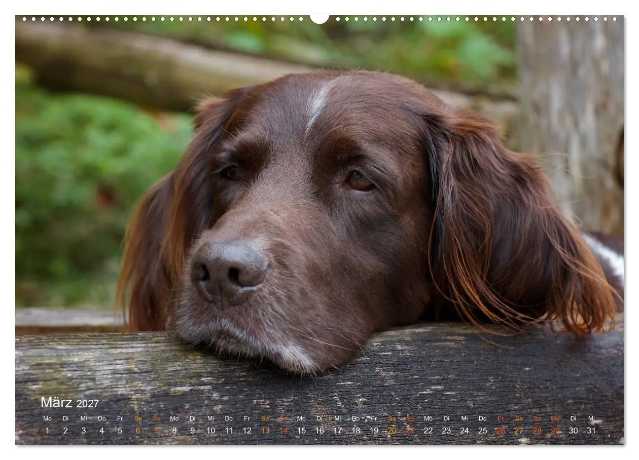 Bild: 9783569830202 | Faszination Jagdhund - Kleiner Münsterländer (Wandkalender 2027 DIN...