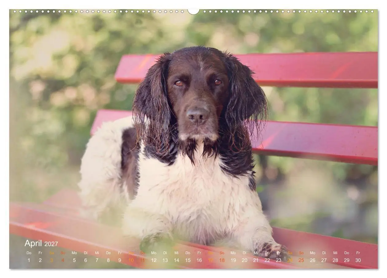 Bild: 9783569830202 | Faszination Jagdhund - Kleiner Münsterländer (Wandkalender 2027 DIN...