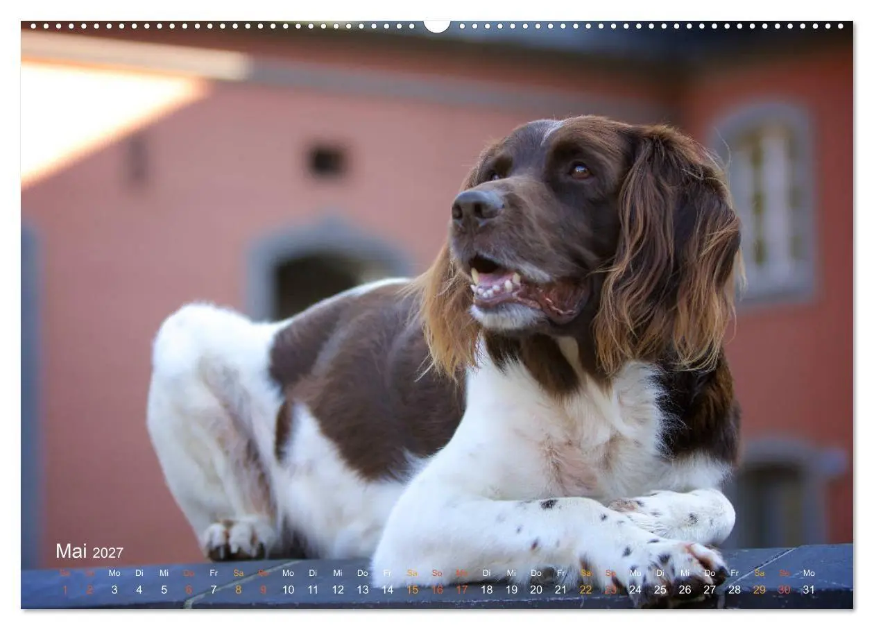 Bild: 9783569830202 | Faszination Jagdhund - Kleiner Münsterländer (Wandkalender 2027 DIN...