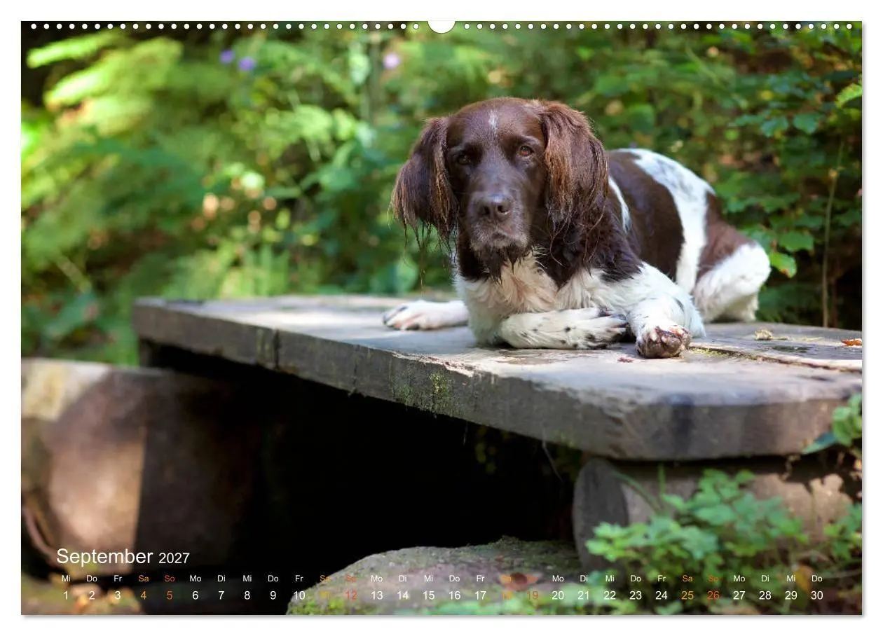 Bild: 9783569830202 | Faszination Jagdhund - Kleiner Münsterländer (Wandkalender 2027 DIN...