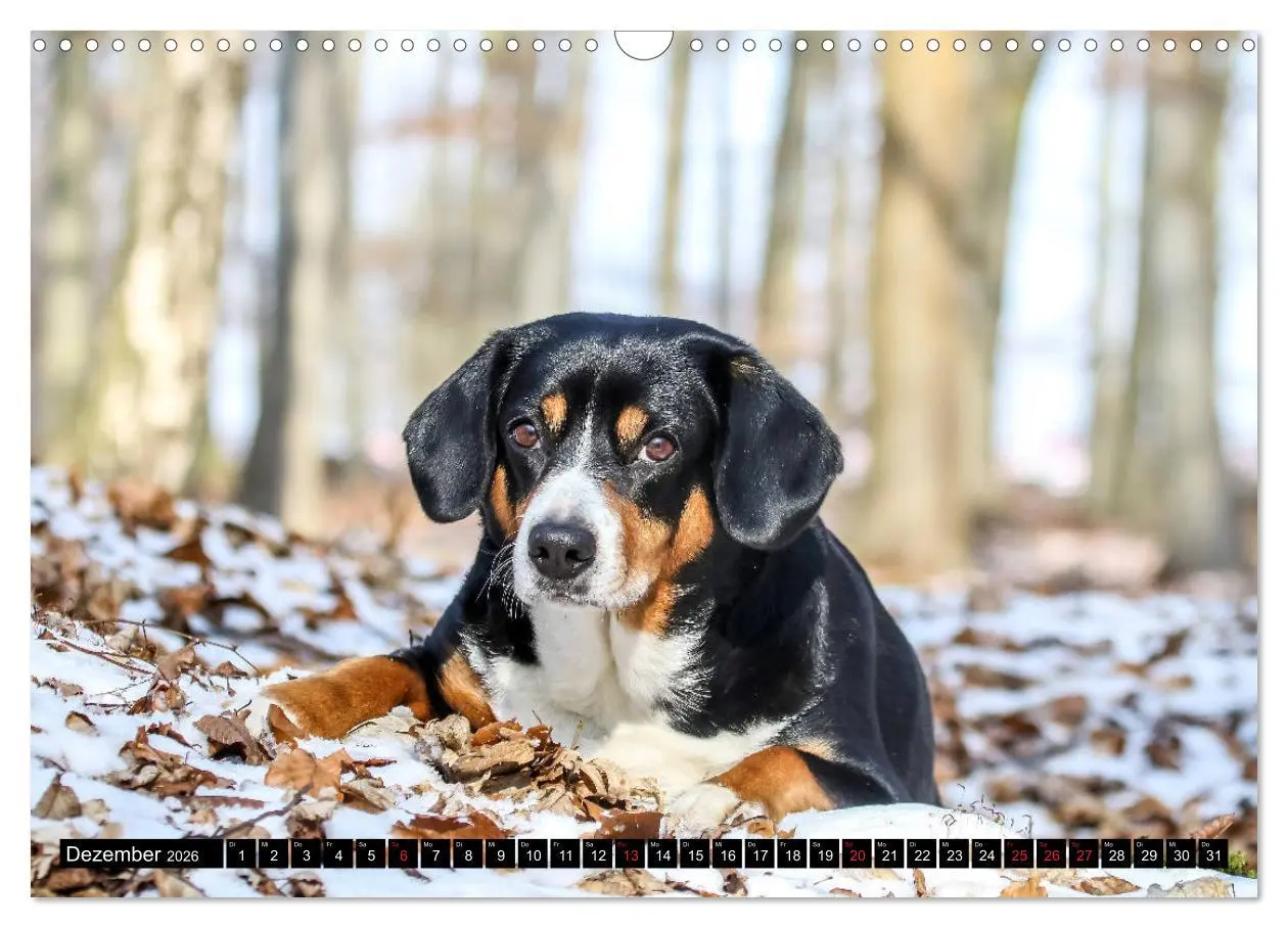 Bild: 9783516040302 | Entlebucher Sennenhund - treue Freunde (Wandkalender 2026 DIN A3...