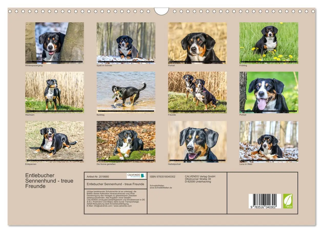 Bild: 9783516040302 | Entlebucher Sennenhund - treue Freunde (Wandkalender 2026 DIN A3...