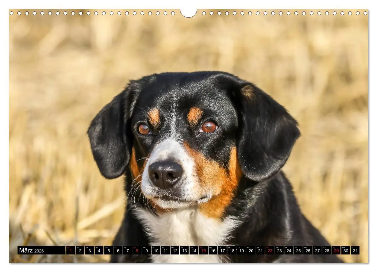 Bild: 9783516040302 | Entlebucher Sennenhund - treue Freunde (Wandkalender 2026 DIN A3...