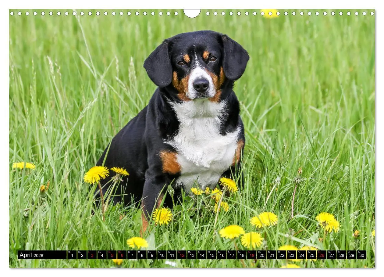 Bild: 9783516040302 | Entlebucher Sennenhund - treue Freunde (Wandkalender 2026 DIN A3...