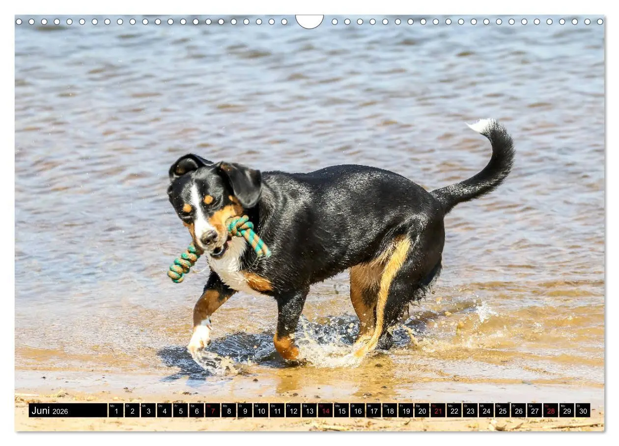 Bild: 9783516040302 | Entlebucher Sennenhund - treue Freunde (Wandkalender 2026 DIN A3...