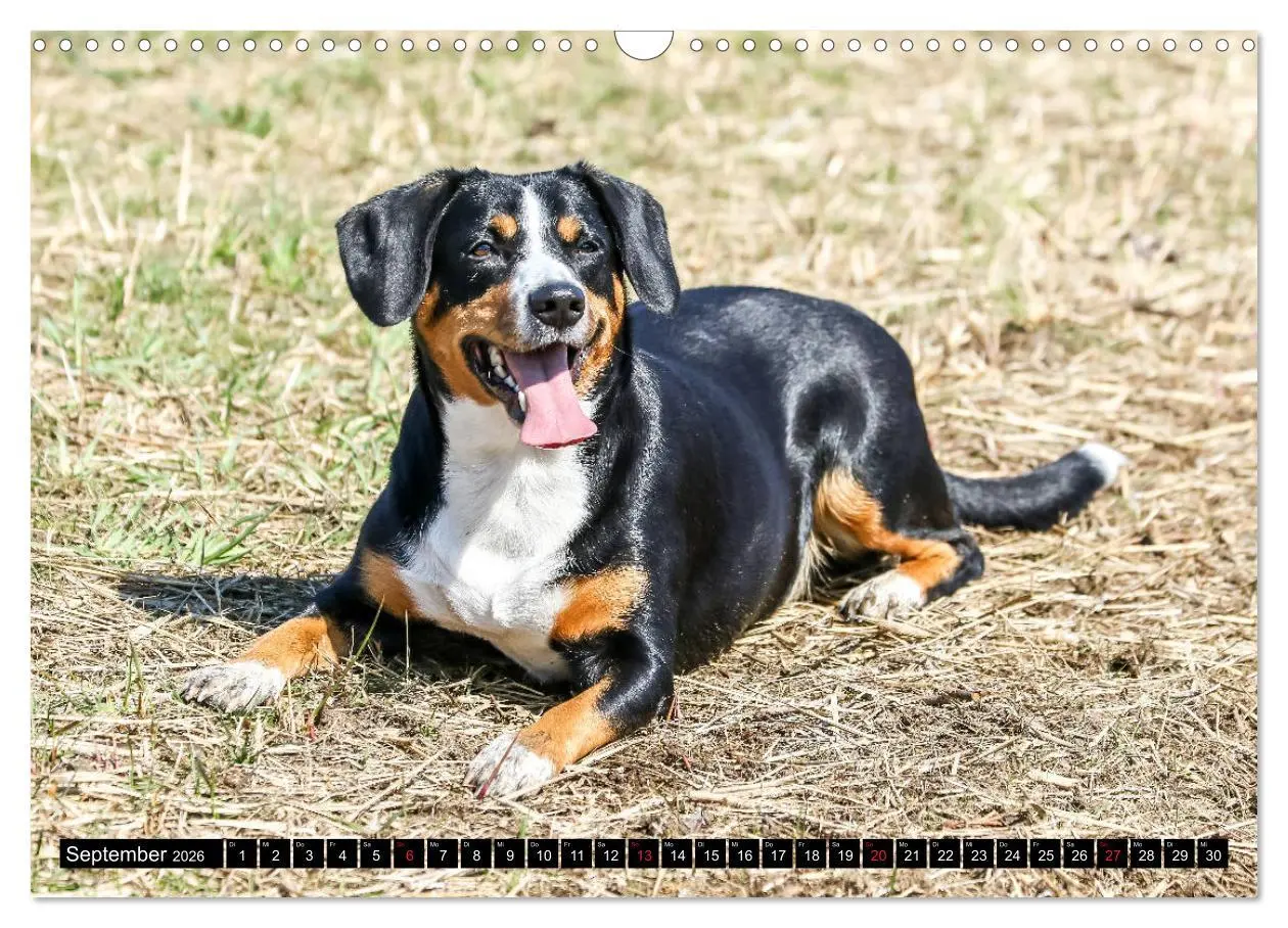 Bild: 9783516040302 | Entlebucher Sennenhund - treue Freunde (Wandkalender 2026 DIN A3...