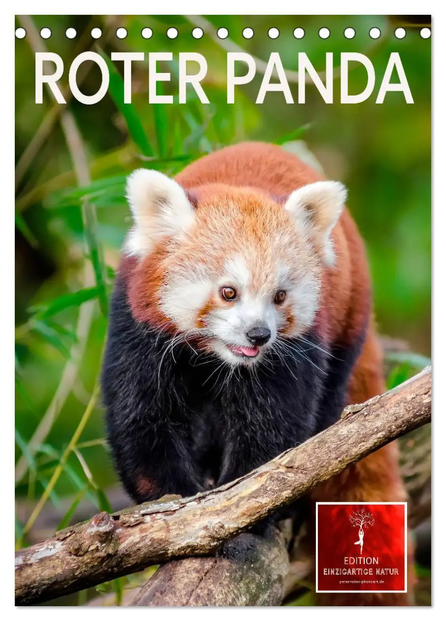 Cover: 9783516410402 | Roter Panda (Tischkalender 2026 DIN A5 hoch), CALVENDO Monatskalender