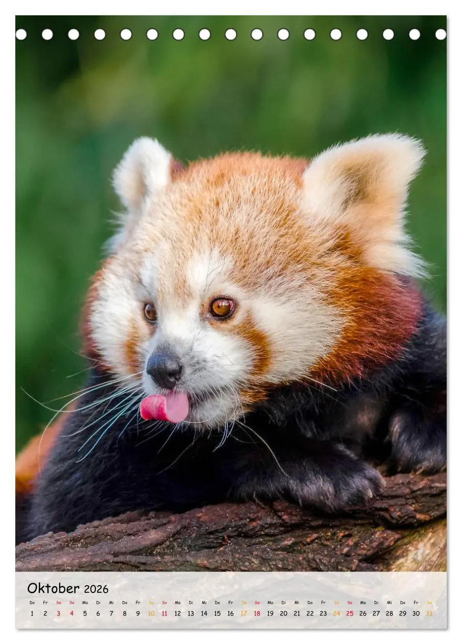 Bild: 9783516410402 | Roter Panda (Tischkalender 2026 DIN A5 hoch), CALVENDO Monatskalender