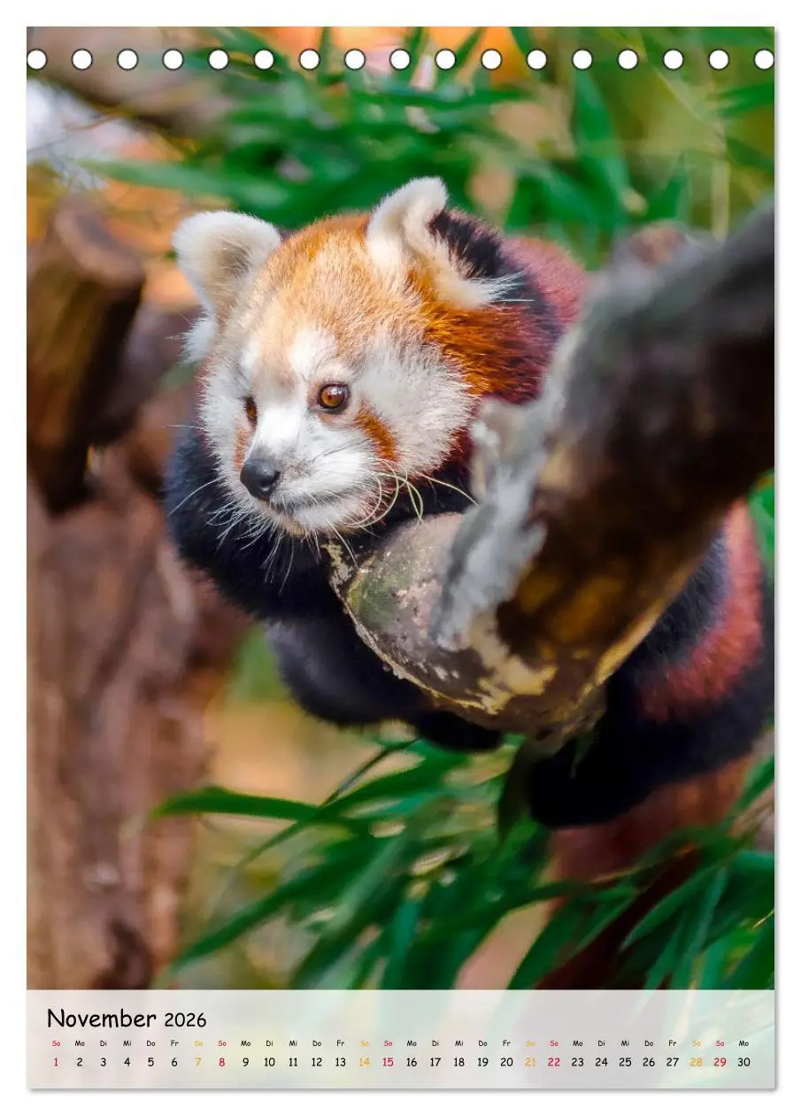 Bild: 9783516410402 | Roter Panda (Tischkalender 2026 DIN A5 hoch), CALVENDO Monatskalender