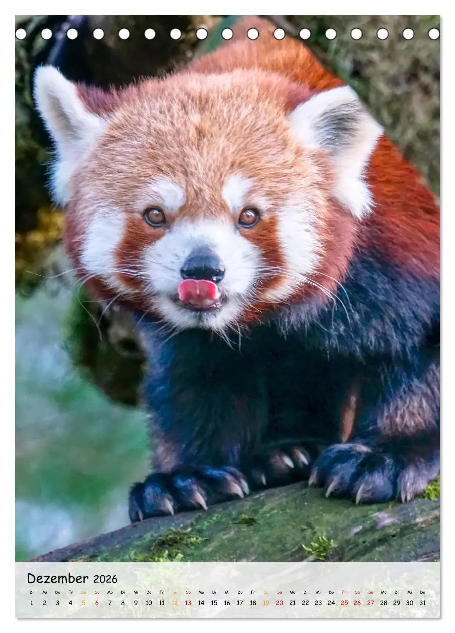 Bild: 9783516410402 | Roter Panda (Tischkalender 2026 DIN A5 hoch), CALVENDO Monatskalender