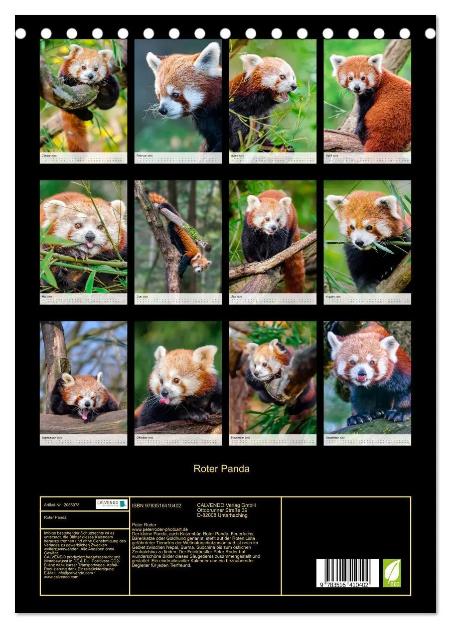 Bild: 9783516410402 | Roter Panda (Tischkalender 2026 DIN A5 hoch), CALVENDO Monatskalender