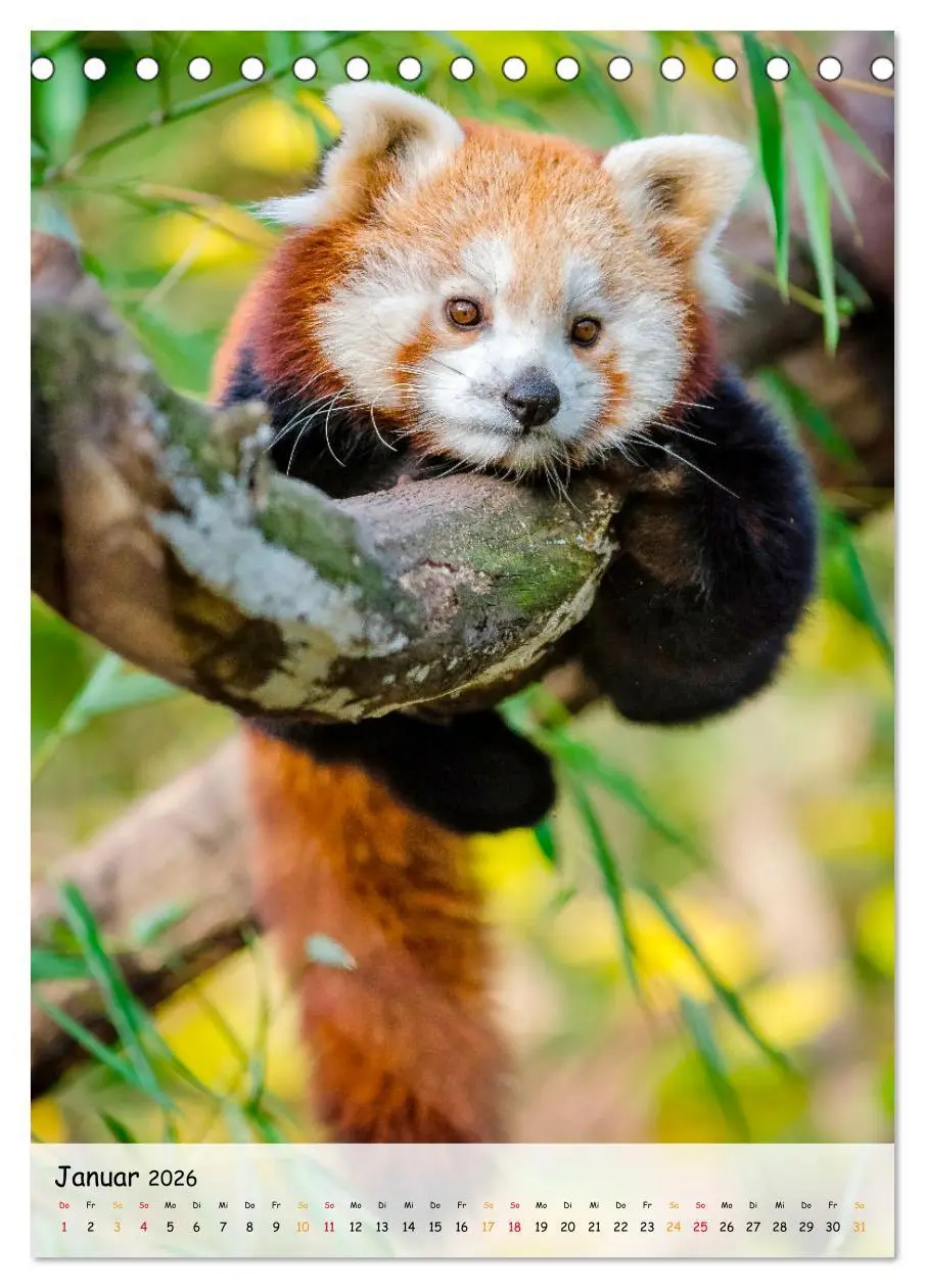 Bild: 9783516410402 | Roter Panda (Tischkalender 2026 DIN A5 hoch), CALVENDO Monatskalender