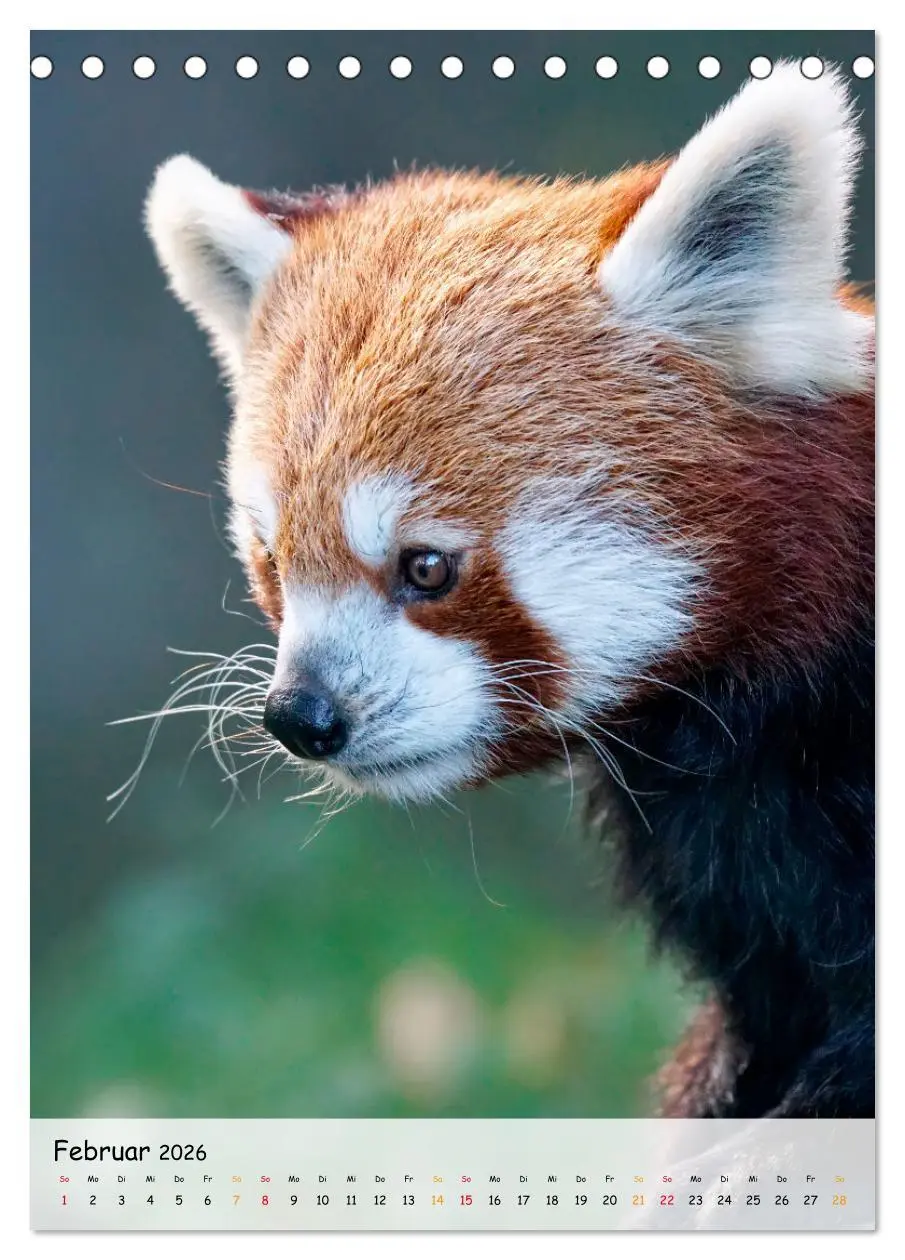 Bild: 9783516410402 | Roter Panda (Tischkalender 2026 DIN A5 hoch), CALVENDO Monatskalender